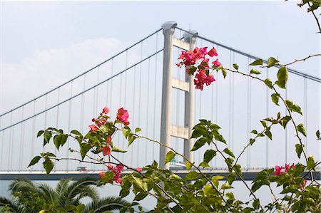 simsearch:855-03253246,k - Tsing Ma Bridge with Bougainvilleas at the foreground,Hong Kong Foto de stock - Con derechos protegidos, Código: 855-03023740