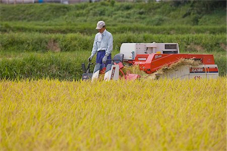 simsearch:851-02964404,k - Rice harvesting, Kyoto prefecture, Japan Foto de stock - Con derechos protegidos, Código: 855-03254027