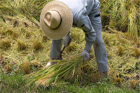 plantation farmer - Rice harvesting, Kyoto prefecture, Japan Stock Photo - Rights-Managed, Code: 855-03254020