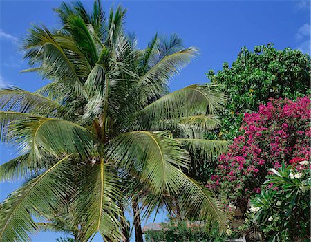 Palm trees, Oahu, Hawaii, USA Foto de stock - Con derechos protegidos, Código: 855-03254916