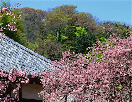 Fleur de safran des Indes, Kosuku temple, Kamakura, Japon Photographie de stock - Rights-Managed, Code: 855-03254984
