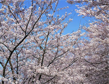 Cherry blossom, Kamamura, Japan Foto de stock - Con derechos protegidos, Código: 855-03254985