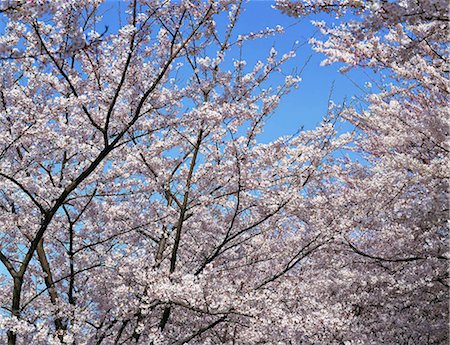 sakura-baum - Kirschblüte, Kamamura, Japan Stockbilder - Lizenzpflichtiges, Bildnummer: 855-03254985