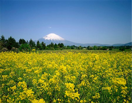 Mt. Fuji, Godenba, Japan Fotografie stock - Rights-Managed, Codice: 855-03254983