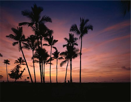 evening resort in beach - Palm trees, Oahu Waikiki beach, Diamond Head, Hawaii, USA Stock Photo - Rights-Managed, Code: 855-03255070