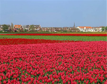 Champs de tulipes, Lisse, Pays-Bas Photographie de stock - Rights-Managed, Code: 855-03255169