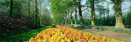 flowers gardens holland - Jardin de Keukenhof, Pays-Bas Photographie de stock - Rights-Managed, Code: 855-03255308