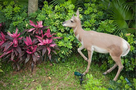 Parc de l'arche, l'arche de Noé, Ma Wan, Hong Kong Photographie de stock - Rights-Managed, Code: 855-03252744