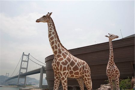 simsearch:855-03253246,k - Ark Park, Noah's Ark, Ma Wan, Hong Kong Foto de stock - Con derechos protegidos, Código: 855-03252777