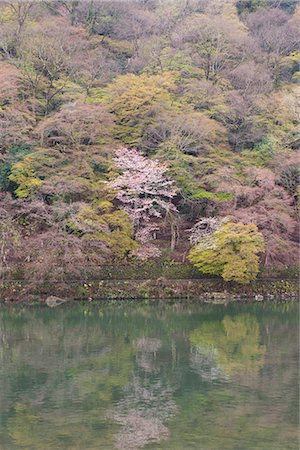 Cherry blossom, Arashiyama in Spring, Kyoto, Japan Foto de stock - Con derechos protegidos, Código: 855-03252978