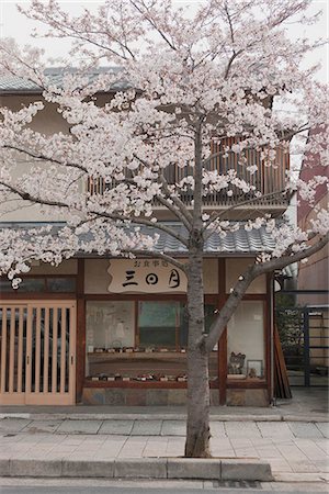 sakura-baum - Kirschblüte mit einem japanischen Restaurant im Hintergrund, Arashiyama, Kyoto, Japan Stockbilder - Lizenzpflichtiges, Bildnummer: 855-03252986