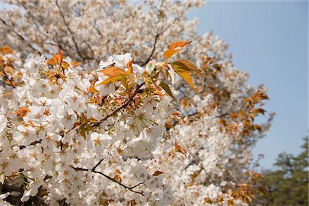 Cherry blossom, Nijo-jo, Kyoto, Japan Stock Photo - Rights-Managed, Code: 855-03253024