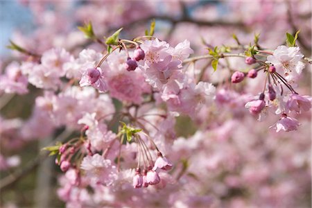 Cherry blossom, Kyoto, Japan Foto de stock - Con derechos protegidos, Código: 855-03253039