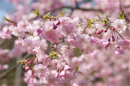 sakura-baum - Kirschblüte, Kyoto, Japan Stockbilder - Lizenzpflichtiges, Bildnummer: 855-03253039