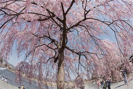 Cherry blossom at Arashiyama park, Kyoto, Japan Fotografie stock - Rights-Managed, Codice: 855-03253069