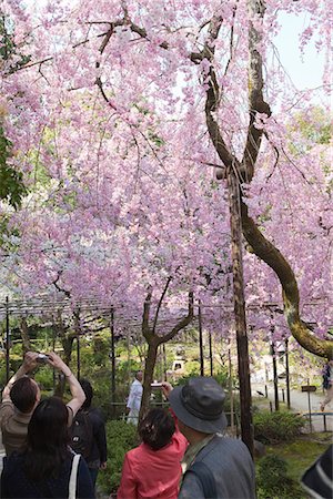 Cherry blossom at garden of Heian-jingu shrine, Kyoto, Japan Stock Photo - Rights-Managed, Code: 855-03253075