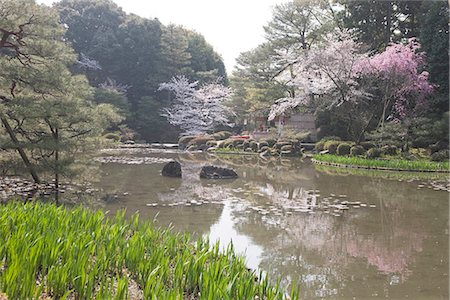 simsearch:855-03253026,k - Cherry blossom at garden of Heian-jingu shrine, Kyoto, Japan Stock Photo - Rights-Managed, Code: 855-03253076