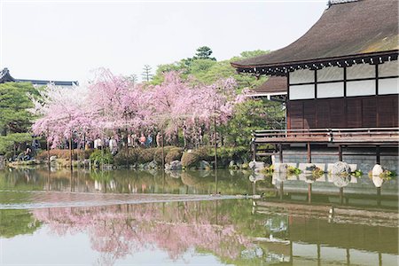 simsearch:855-03253026,k - Cherry blossom at garden of Heian-jingu shrine, Kyoto, Japan Stock Photo - Rights-Managed, Code: 855-03253078