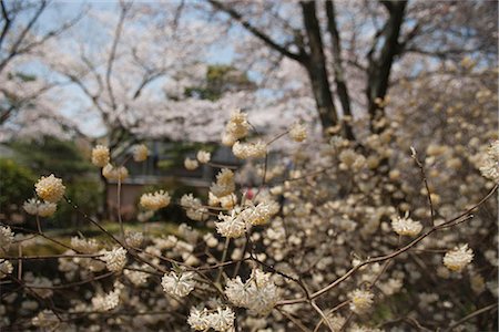 Road of philosophy, Higashiyama, Kyoto, Japan Fotografie stock - Rights-Managed, Codice: 855-03253089