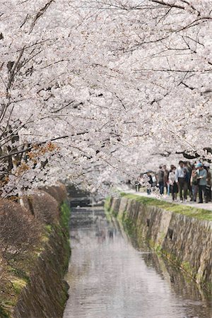 sakura - Road of philosophy, Higashiyama, Kyoto, Japan Stock Photo - Rights-Managed, Code: 855-03253093