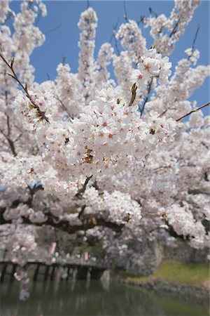 Kirschblüte auf Hykone-Jo Burg Hikone, Präfektur Shiga Stockbilder - Lizenzpflichtiges, Bildnummer: 855-03253145