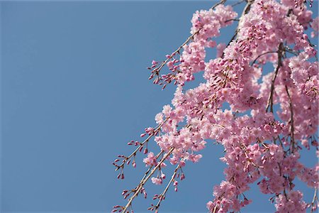 Cerisiers en fleurs au château de jo Sasayama, Sasayama, préfecture de Hyogo, Japon Photographie de stock - Rights-Managed, Code: 855-03253146
