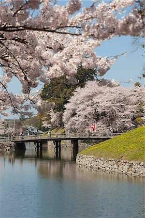 Cherry blossom in Hykone-jo castle, Hikone, Shiga Prefecture, Japan Stock Photo - Rights-Managed, Code: 855-03253143