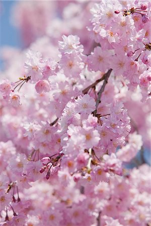 Cerisiers en fleurs au château de jo Sasayama, Sasayama, préfecture de Hyogo, Japon Photographie de stock - Rights-Managed, Code: 855-03253153