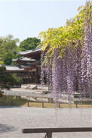 Wistaria blossom at Phoenix hall, Byodo-in, Uji, Kyoto Prefecture, Japan Stock Photo - Rights-Managed, Code: 855-03253179