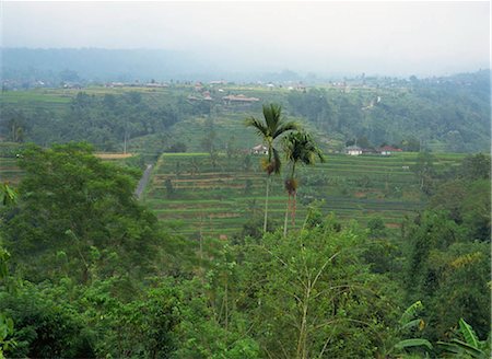 plantations in southeast asia - Rice terrace, Bali, Indonesia Foto de stock - Con derechos protegidos, Código: 855-03253643