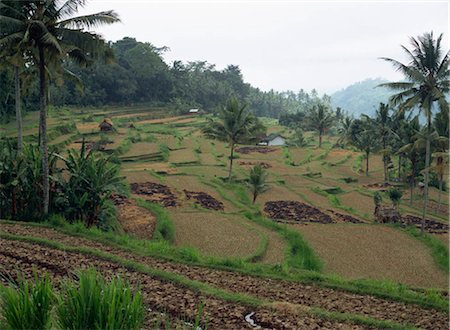 plantations in southeast asia - Rice terrace, Bali, Indonesia Foto de stock - Con derechos protegidos, Código: 855-03253659