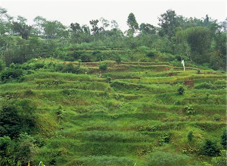 plantations in southeast asia - Rice terrace, Bali, Indonesia Foto de stock - Con derechos protegidos, Código: 855-03253650
