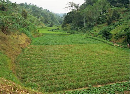 plantations in southeast asia - Paddy fields, Bali, Indonesia Foto de stock - Con derechos protegidos, Código: 855-03253651