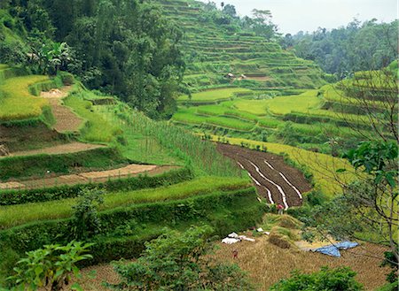 plantations in southeast asia - Rice terrace, Bali, Indonesia Foto de stock - Con derechos protegidos, Código: 855-03253660