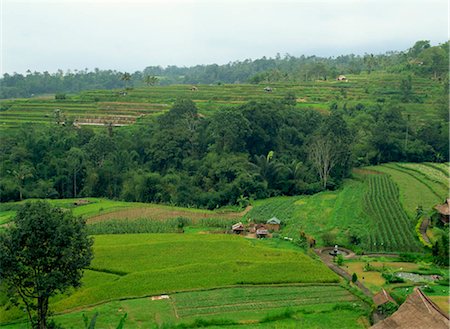 plantations in southeast asia - Rice terrace, Bali, Indonesia Foto de stock - Con derechos protegidos, Código: 855-03253662