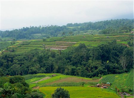 plantations in southeast asia - Rice terrace, Bali, Indonesia Foto de stock - Con derechos protegidos, Código: 855-03253679