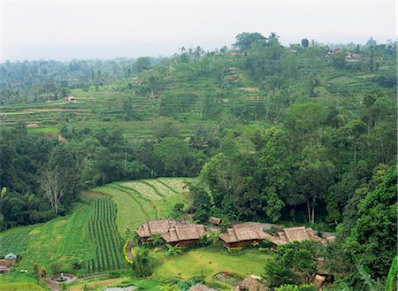 plantations in southeast asia - Rice terrace, Bali, Indonesia Foto de stock - Con derechos protegidos, Código: 855-03253680