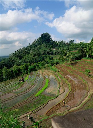 plantations in southeast asia - Rice terrace, Bali, Indonesia Foto de stock - Con derechos protegidos, Código: 855-03253690