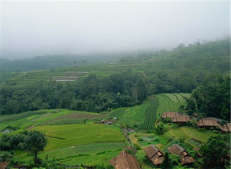 plantations in southeast asia - Rice terrace, Bali, Indonesia Foto de stock - Con derechos protegidos, Código: 855-03253692