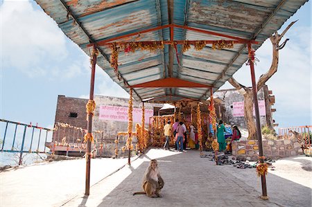 singe (primate) - Monkey sitting on the way to a temple, Chandi Temple, Haridwar, Uttarakhand, India Photographie de stock - Rights-Managed, Code: 857-06721444