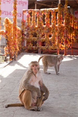 Monkeys sitting on the way to a temple, Chandi Temple, Haridwar, Uttarakhand, India Photographie de stock - Rights-Managed, Code: 857-06721445