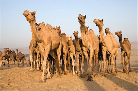 pushkar - Pushkar Camel Fair, Pushkar, Ajmer, Rajasthan, Inde Photographie de stock - Rights-Managed, Code: 857-03192467