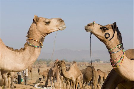 Herd of camels in a fair, Pushkar Camel Fair, Pushkar, Rajasthan, India Stock Photo - Rights-Managed, Code: 857-03192463