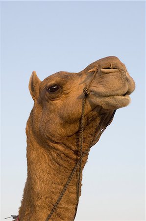 pushkar - Close-up of a camel's head, Pushkar, Rajasthan, India Foto de stock - Con derechos protegidos, Código: 857-03192471