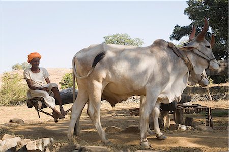 Farmer with oxen irrigating a field with traditional Irrigation system, Udaipur, Rajasthan, India Stock Photo - Rights-Managed, Code: 857-03192520