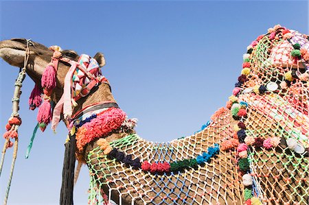 simsearch:857-03192471,k - Vue d'angle faible d'un chameau, Jodhpur, Rajasthan, Inde Photographie de stock - Rights-Managed, Code: 857-03192568