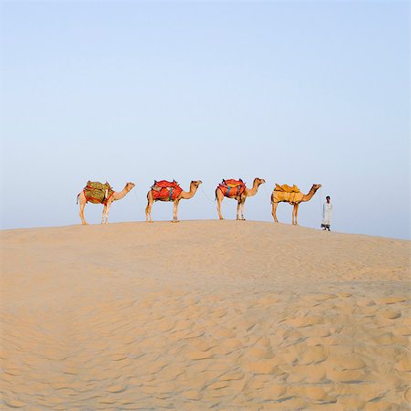 rajasthan natural scenery - Four camels standing in a row with a man, Jaisalmer, Rajasthan, India Stock Photo - Rights-Managed, Code: 857-03192620