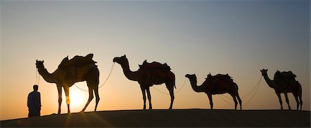 simsearch:857-03192471,k - Quatre chameaux debout dans une ligne avec un homme, Jaisalmer, Rajasthan, Inde Photographie de stock - Rights-Managed, Code: 857-03192621