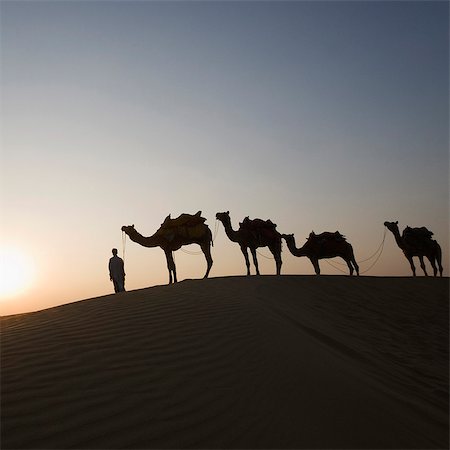 desert ripples scenes - Four camels standing in a row with a man, Jaisalmer, Rajasthan, India Stock Photo - Rights-Managed, Code: 857-03192622