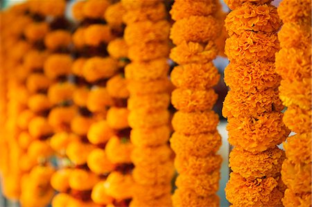 en fila india - Close-up of garlands in a row, Mahabodhi Temple, Bodhgaya, Gaya, Bihar, India Foto de stock - Con derechos protegidos, Código: 857-03192923